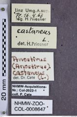 Etiketten zu Anostirus castaneus (NHMW-ZOO-COL-0008647)